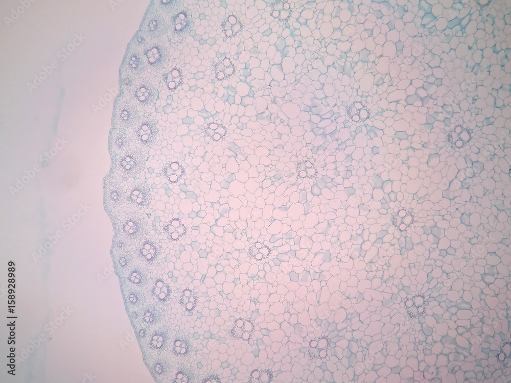 Cross sections of plant stem under microscope view Stock Photo | Adobe ...