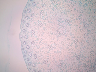 Wall Mural - Cross sections of plant stem under microscope view