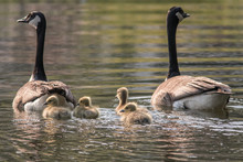 Canadian Goose And Goslings
