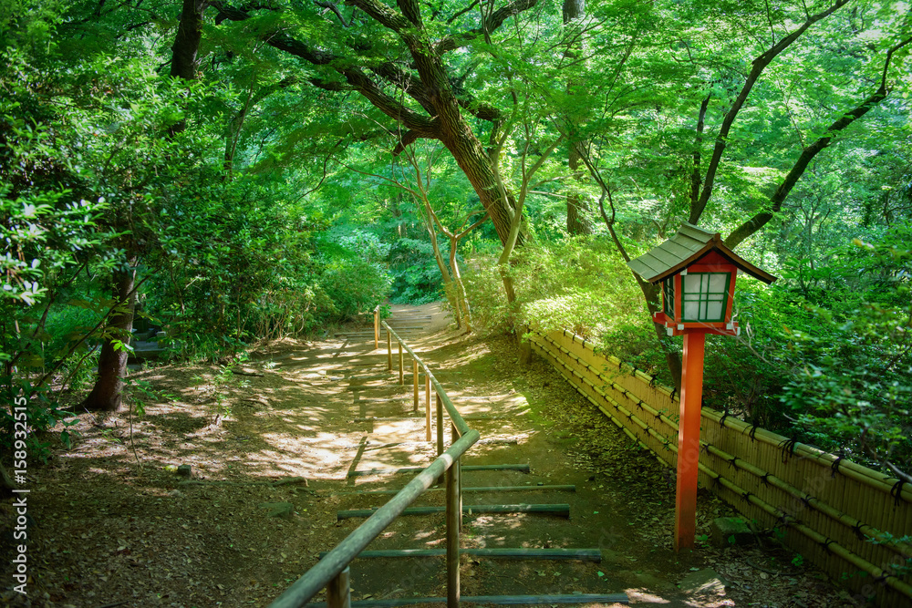 日本の森の小道Stock Photo | Adobe Stock