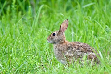 Wall Mural - Eastern cottontail rabbit (Sylvilagus floridanus)