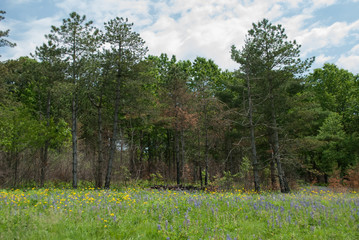 Flower Meadow