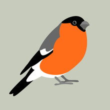 Bullfinch Bird Vector Illustration Style Flat Profile