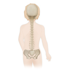 Sticker - Spinal column, anatomy