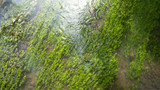 Fototapeta Natura - Fluss mit Trinkwasserqualität