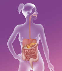 Wall Mural - Digestive system, illustration