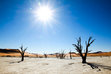 Dead Trees And Dunes In A Salt Pan. Hot Desert.