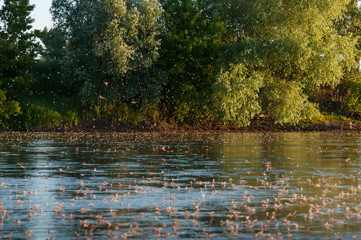 Mayflies above the water