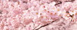 満開の桜の花のフレーム、クローズアップ、背景素材、バックグラウンド、バナー、ヘッダー素材、ソメイヨシノ