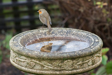 Robin On A Bird Bath