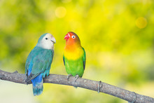 Blue And Green Lovebird Parrots Sitting Together On A Tree Branch.Sunshine Light Evening