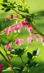 Wall Mural - Bleeding Hearts in the Sun