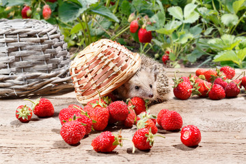 Wall Mural - a curious hedgehog turned over the basket of strawberries on a wooden walkway near the beds