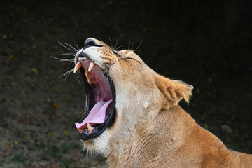 Wall Mural - Close up side portrait of lioness yawning