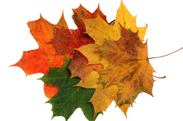 autumn maple leaves on a white background