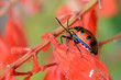 A ladybug on a red leaf look funny.