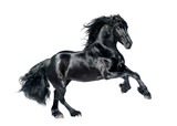 Fototapeta Konie - black friesian horse isolated on white background