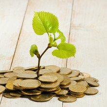  Plant And Coins As A Symbol Of Wealth And Financial Well-being