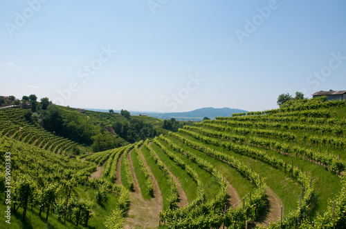 Fotografie, Obraz Panorama of beautiful landscapes of valdobbiadene
