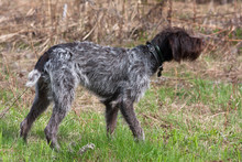 Hunting Dog German Wirehaired Pointer On The Field