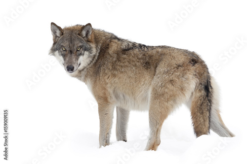Photo  Grey wolf
