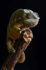 Aufkleber - A head on close up portrait of a panther chameleon balancing on the top of a branch against a black background