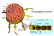 The Lymphatic System. Structure of a Lymph Node and Longitudinal Section of a Lymph Vessel. 