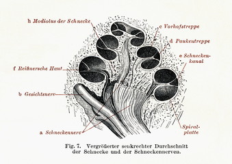 Vertical cross section of the cochlea (from Meyers Lexikon, 1896, 13/134/135)