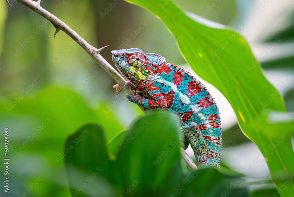 Panther Chameleon, Masoala, Madagascar - obrazy, fototapety, plakaty 