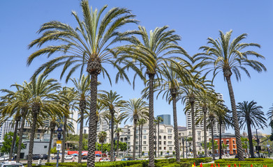 Wall Mural - Beautiful palm trees in San Diego Downtown - SAN DIEGO - CALIFORNIA - APRIL 21, 2017