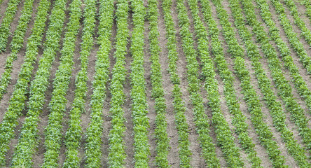 Poster - culture of potato plant on rows