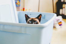 Cat Hiding In A Storage Bin