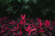 © Rob and Julia Campbell/Stocksy - Pink tropical leaves and palm trees