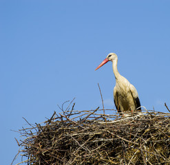 Wall Mural - Stork's nest, natural stork's nest, puppies and stork's nest, stork pictures on the roof,
