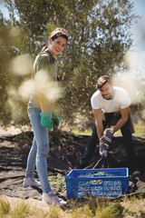 Wall Mural - Smiling young man and woman collecting olives at farm