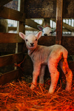 Two Day Old Lamb