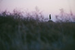 © Maa Hoo/Stocksy - Young chinese woman walking on a grassland