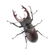Stag Beetle (Lucanus Cervus) Isolated On White