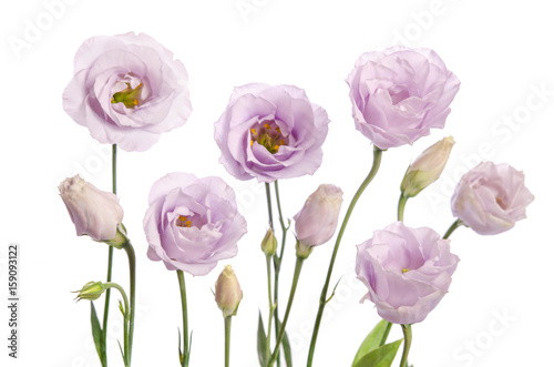 Dekoracja na wymiar  piekne-jasnofioletowe-kwiaty-eustoma-na-bialym-tle