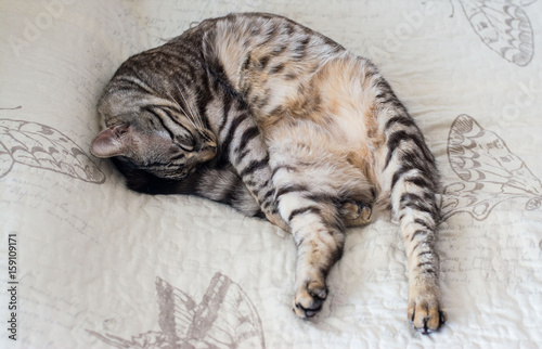 Cat Sleeping Weird Buy This Stock Photo And Explore Similar