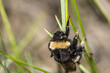 © missprofessor - bumblebee on grass close-up