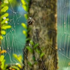 Spider climbing and producing silk to create webs in the morning sunlight with blurred natural background