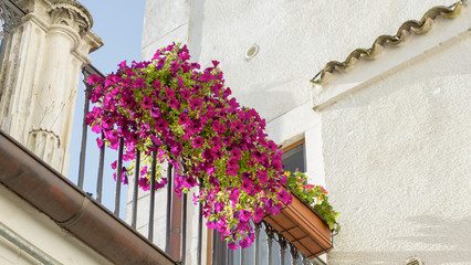  The petunia flowers on the railing of a house with white walls. Bottom view to a corner of the white house with antique decorations in medieval Italian style