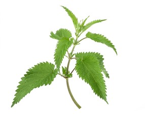 Sticker - fresh Stinging nettle