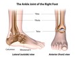 The ankle joint labeled, anterior and lateral views. 