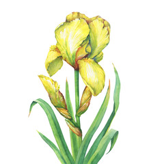 Wall Mural - The branch  flowering yellow Iris with bud. Watercolor hand drawn painting illustration, isolated on white background.