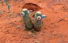 Two Barrel Cactus/ Two Barrel Cactus With Two Blooms On Each, Growing In Desert Clay
