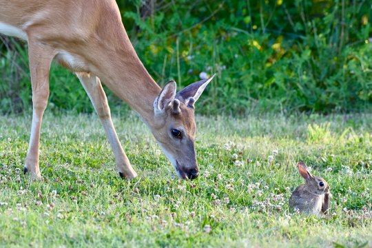 Young white-tailed deer and eastern cottontail rabbit grazing together