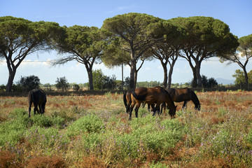 Wall Mural - maremma