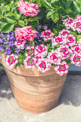 Terracotta container with Beautiful pink summer flowers: roses and verbena.  Container gardening ideas